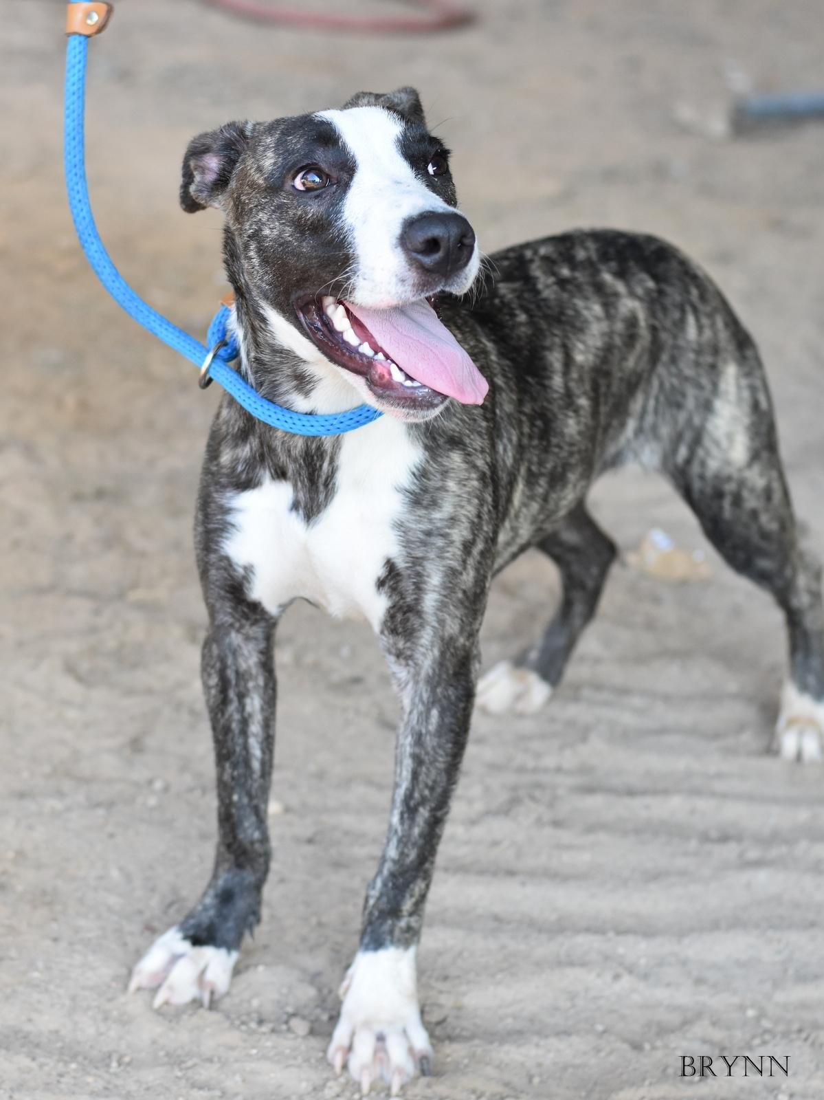 Enlarge Brynn, a Adopted mixed breed in Barkhamsted, CT image 5/5