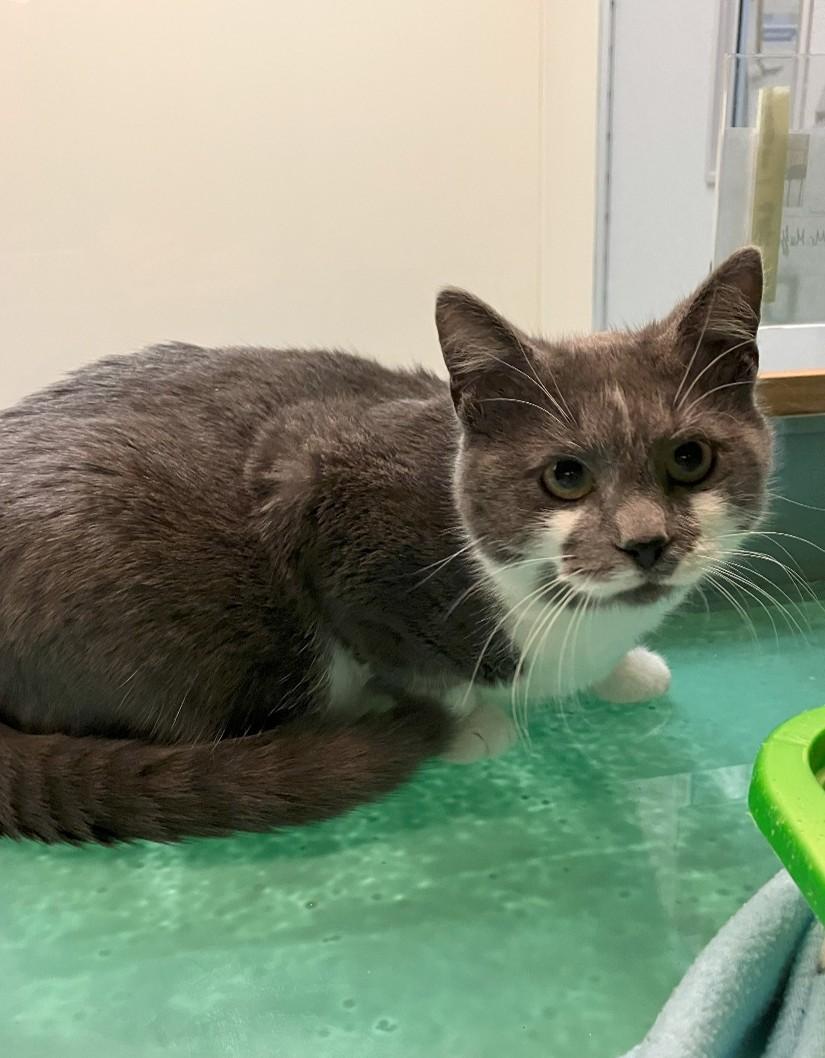 Mr. Muffin Man , ADOPTABLE, Young Male Domestic Short Hair.