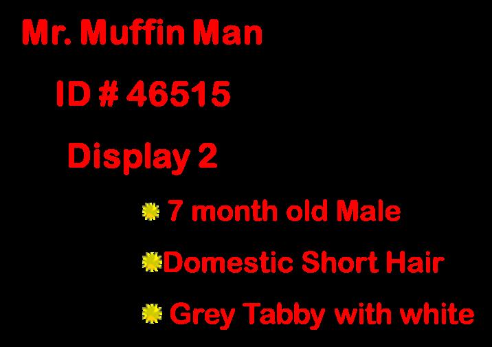Enlarge Mr. Muffin Man , a ADOPTABLE Domestic Short Hair in Suffolk, VA image 2/4