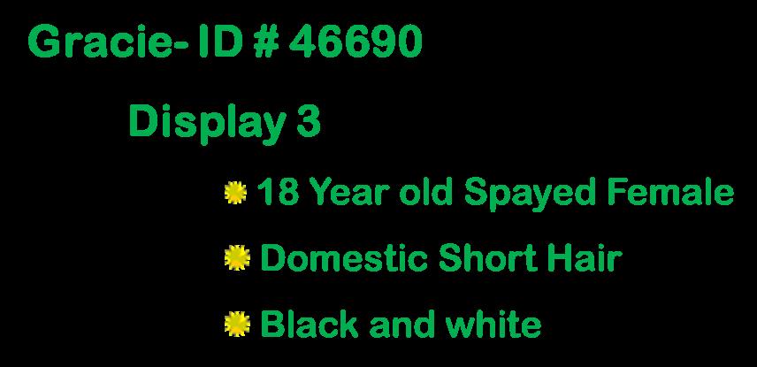 Enlarge Mr. Muffin Man , a ADOPTABLE Domestic Short Hair in Suffolk, VA image 3/4