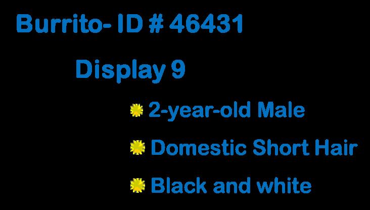 Enlarge Mr. Muffin Man , a ADOPTABLE Domestic Short Hair in Suffolk, VA image 4/4