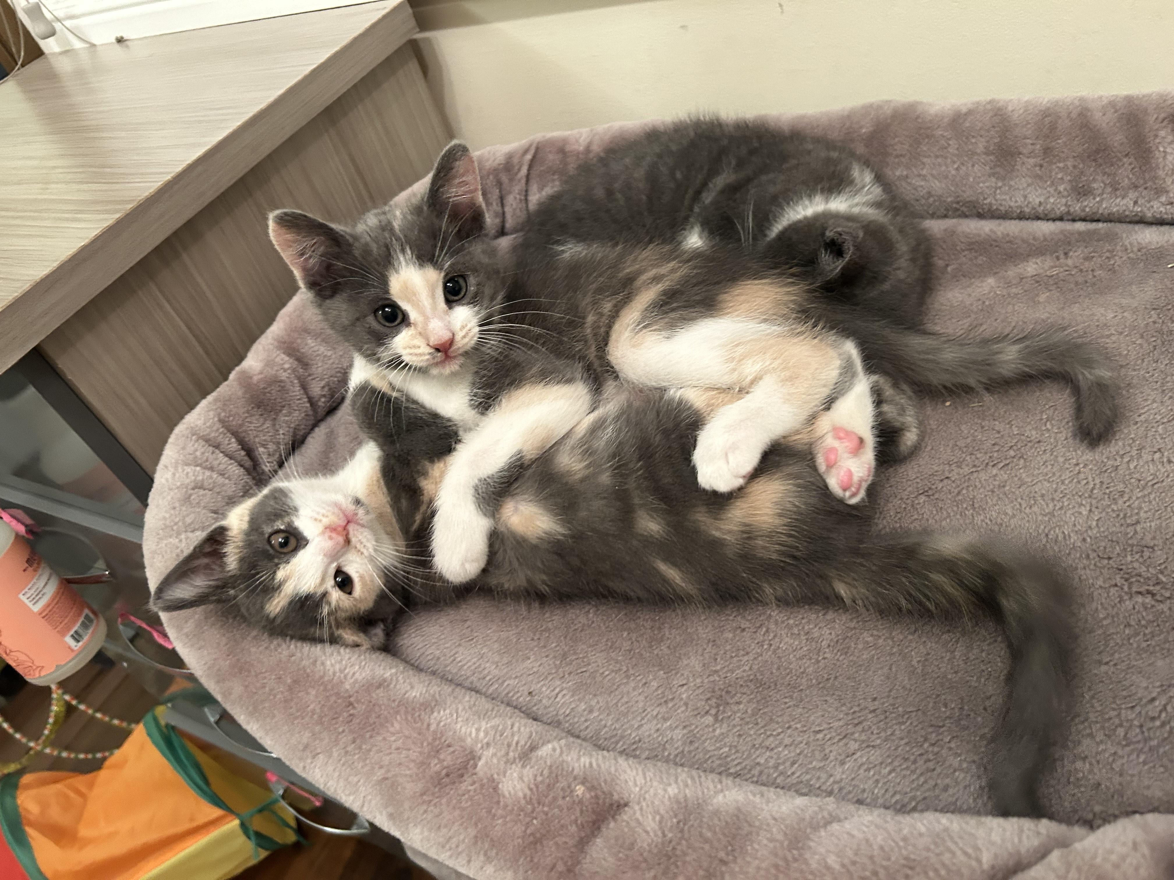 Lime, Young Female Calico