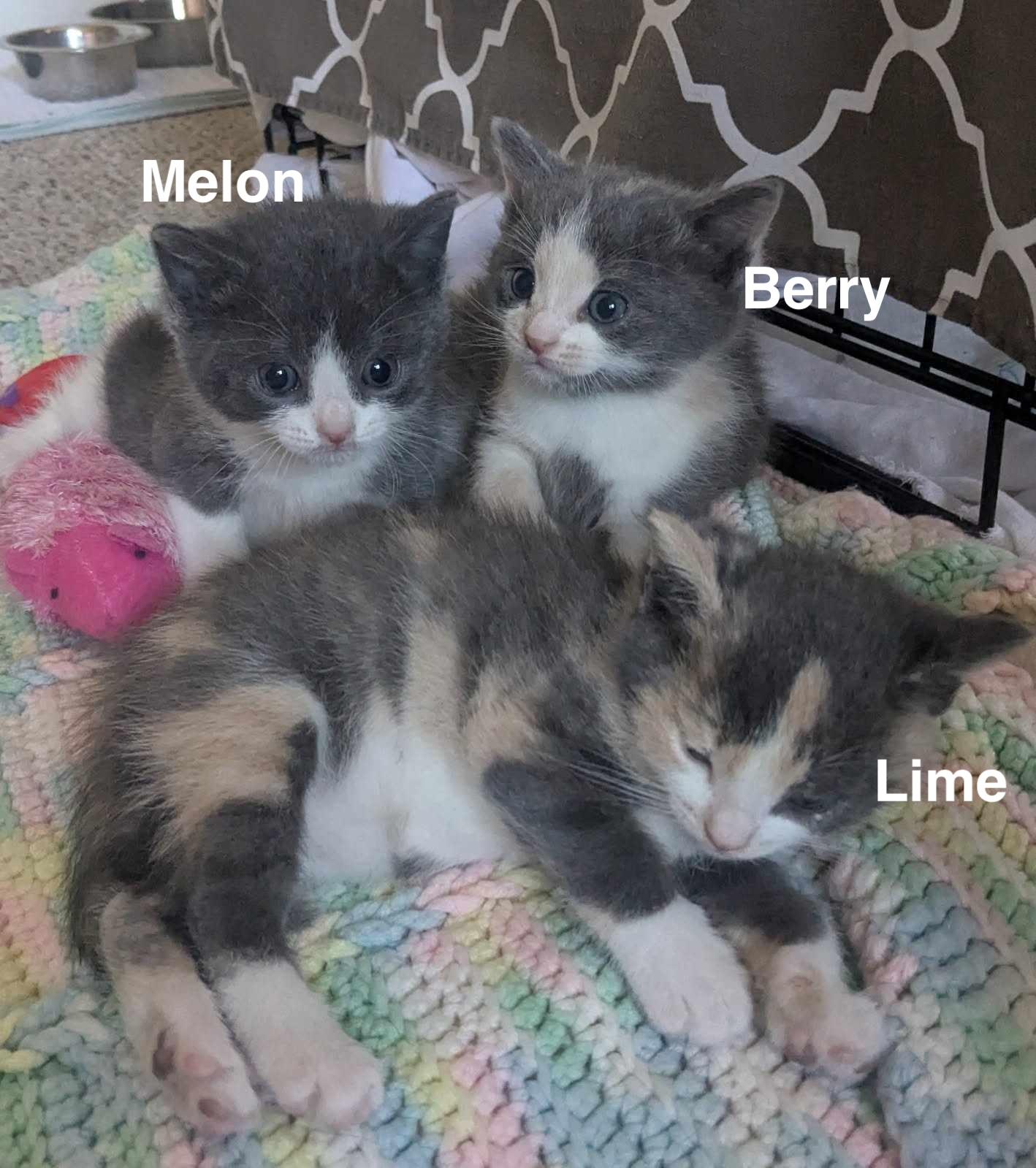 Lime thumbnail 5