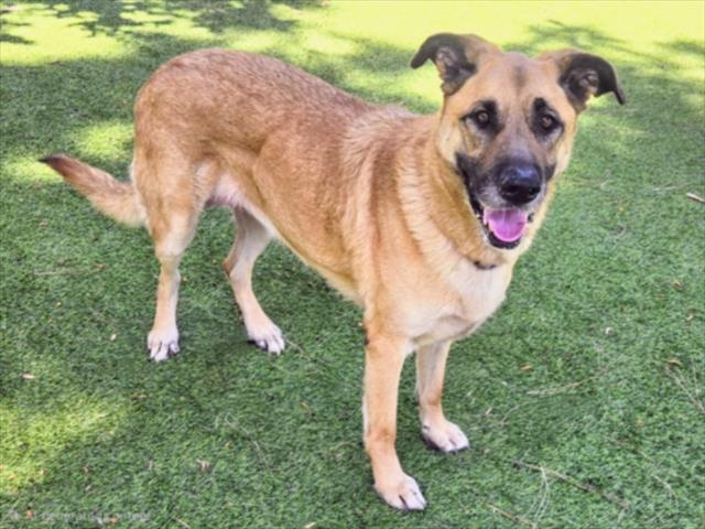 MAXIE, Adoptable, Adult Female German Shepherd Dog.