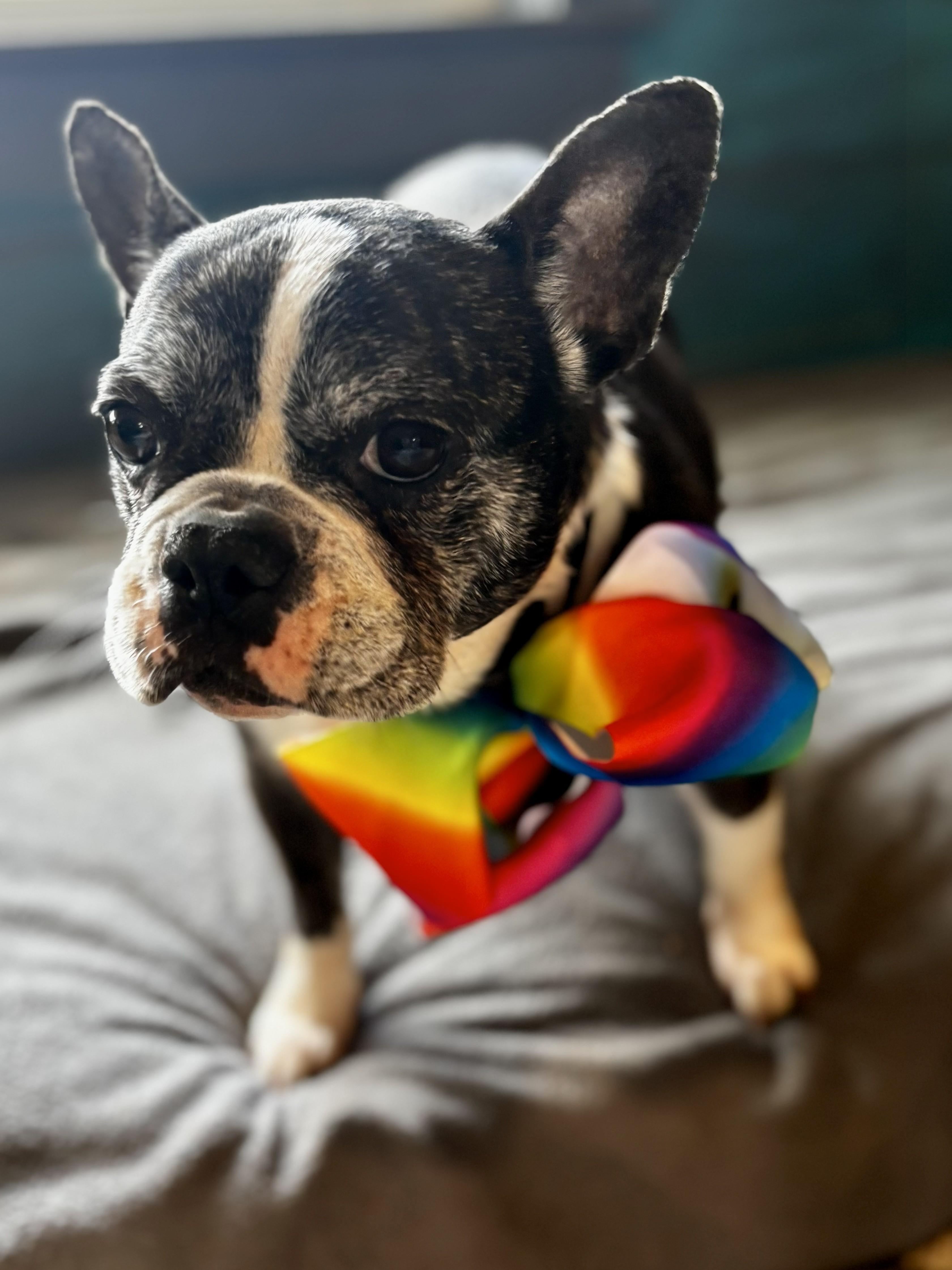 Nova, ADOPTABLE, Adult Female French Bulldog.