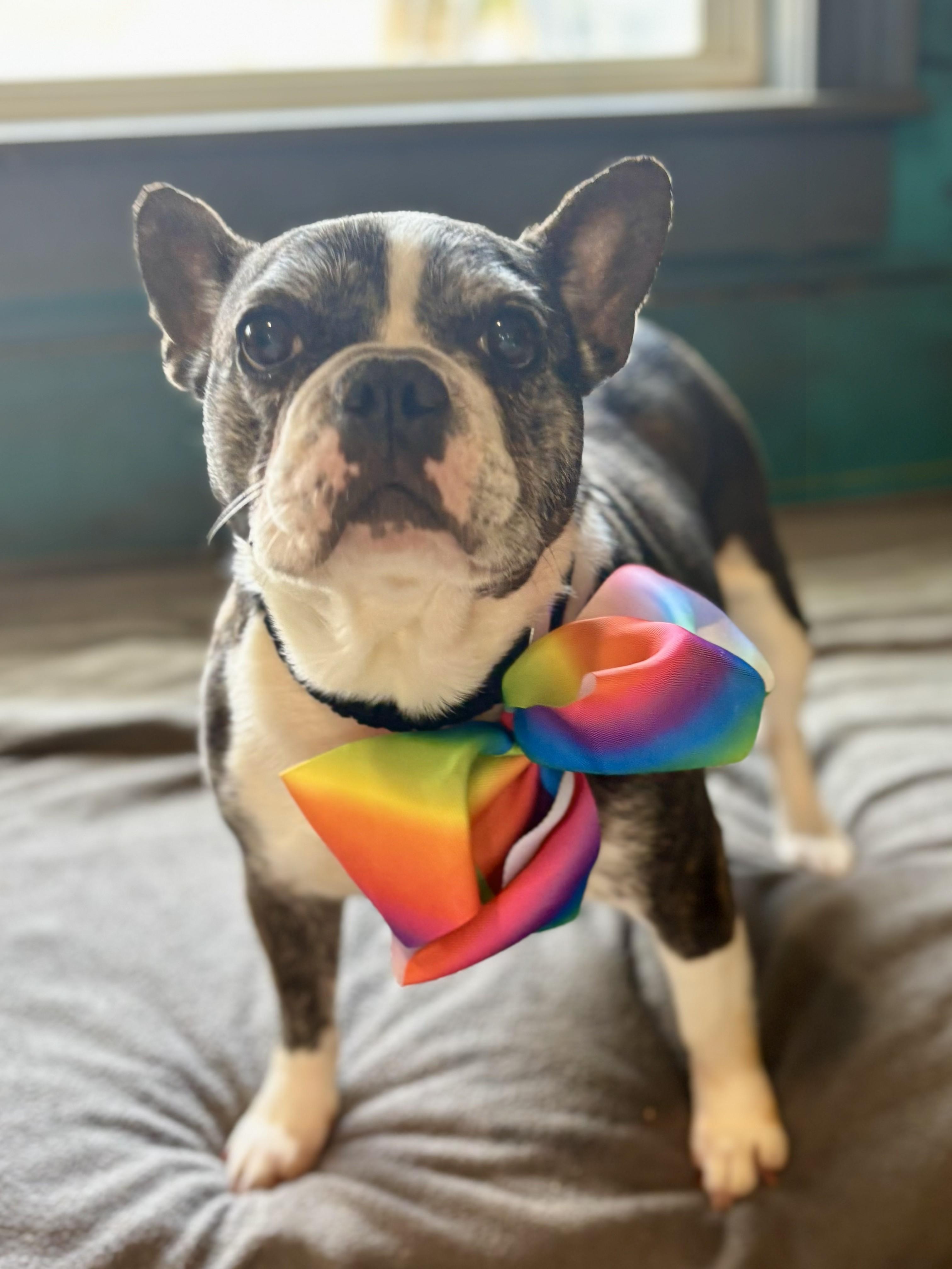 Nova, a ADOPTABLE French Bulldog in Joppa, AL image 3/5