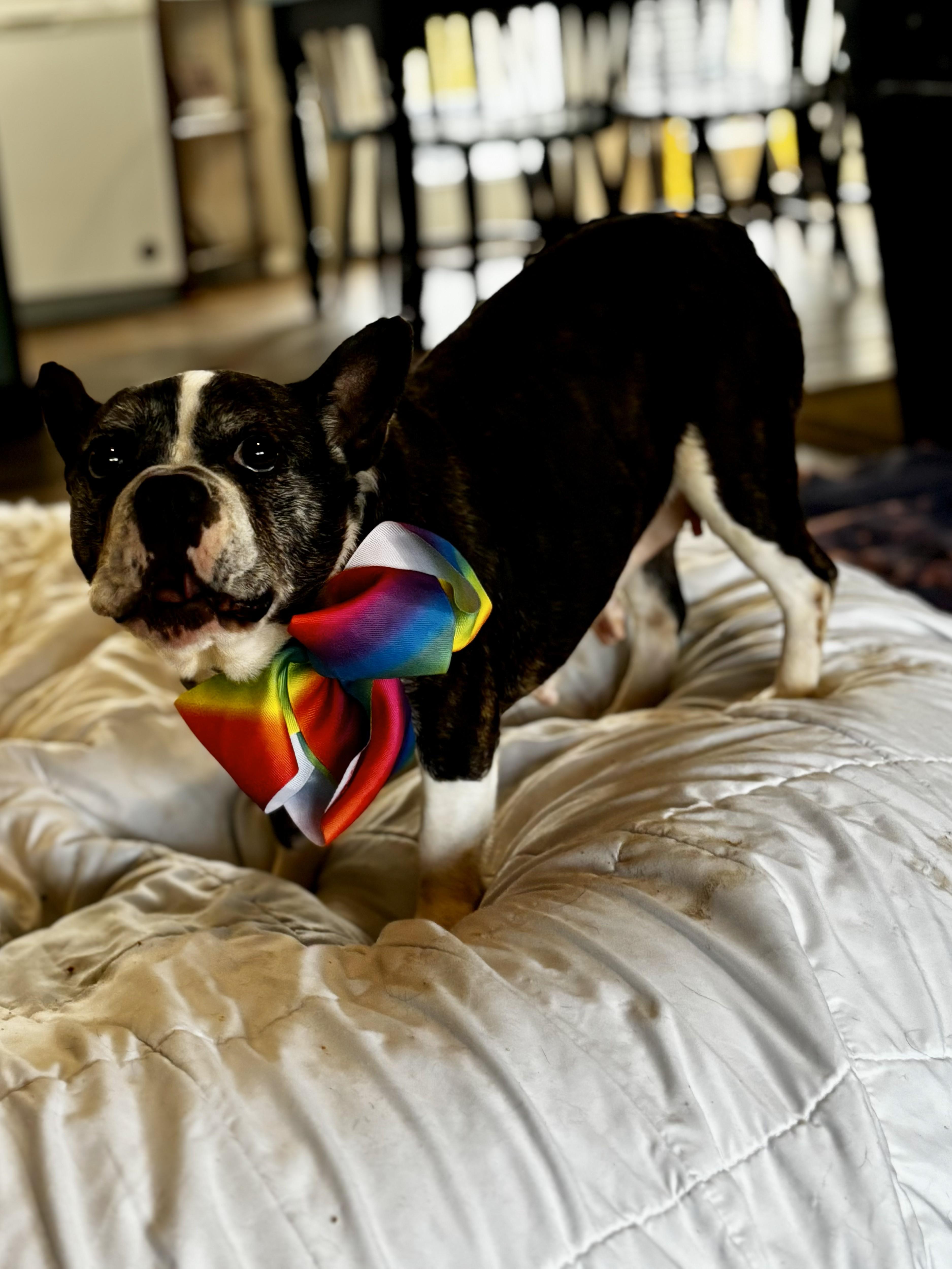 Nova, a ADOPTABLE French Bulldog in Joppa, AL image 4/5