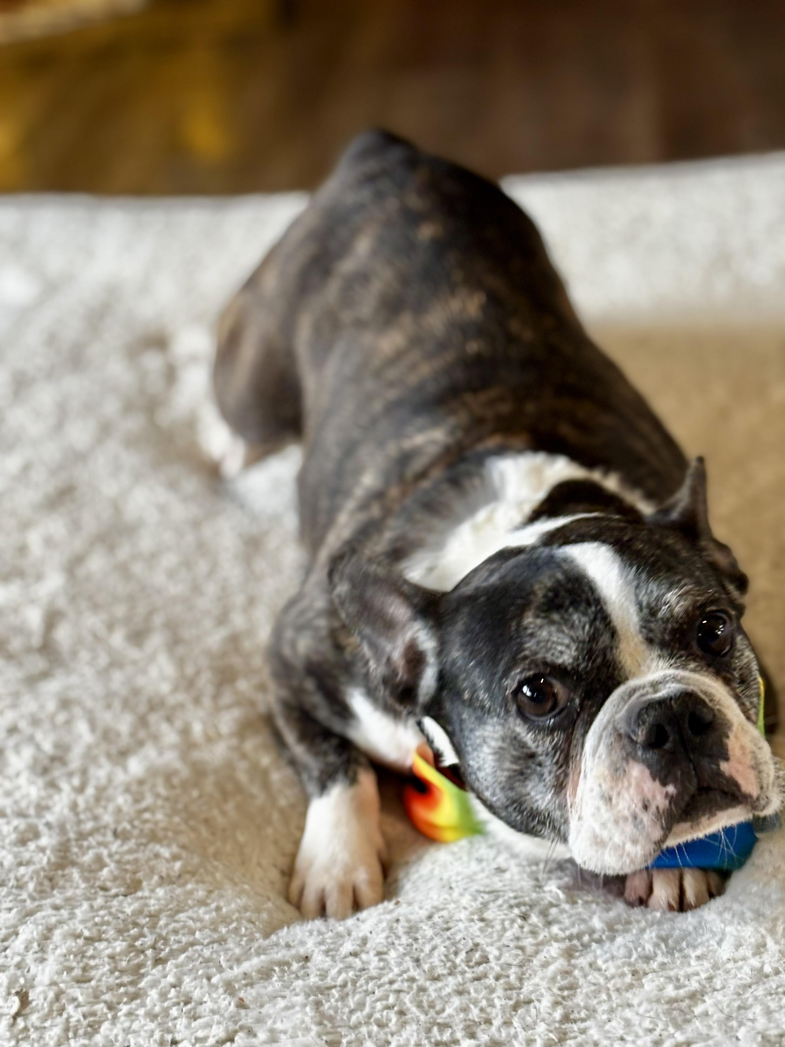 Nova, a ADOPTABLE French Bulldog in Joppa, AL image 5/5