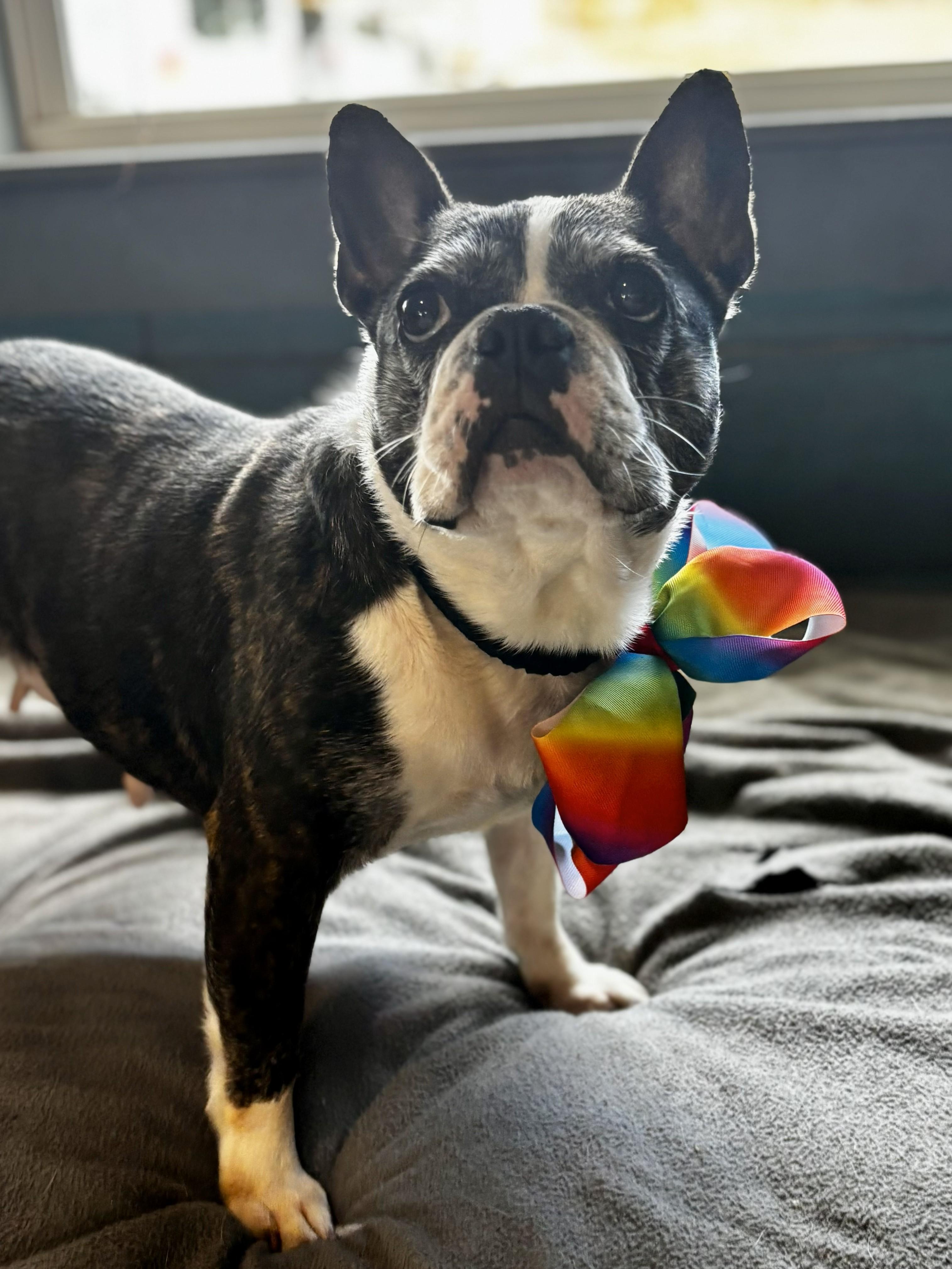 Nova, a ADOPTABLE French Bulldog in Joppa, AL image 2/5
