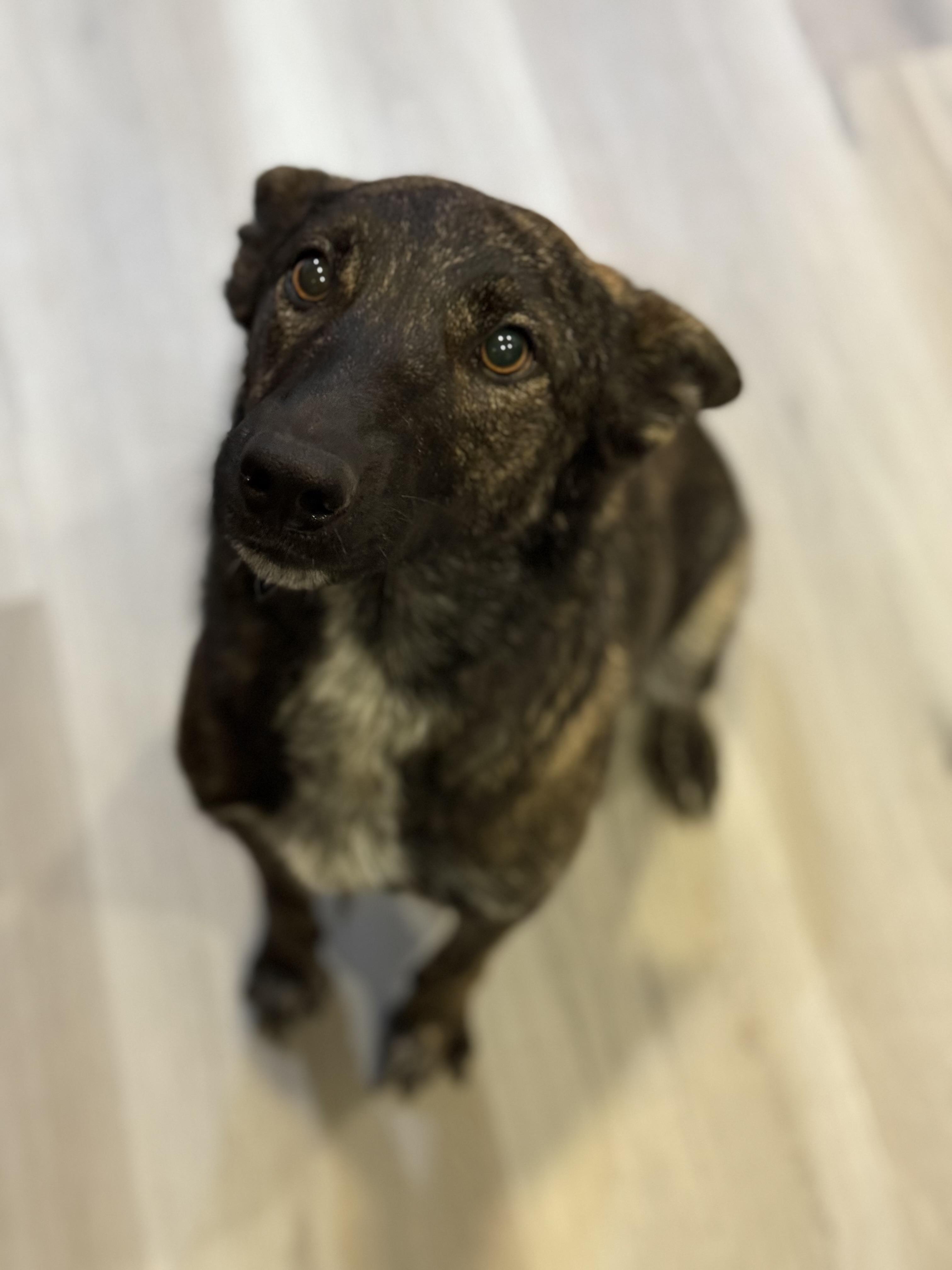 Enlarge Sage, an adoptable mixed breed in oriskany, NY image 2/3