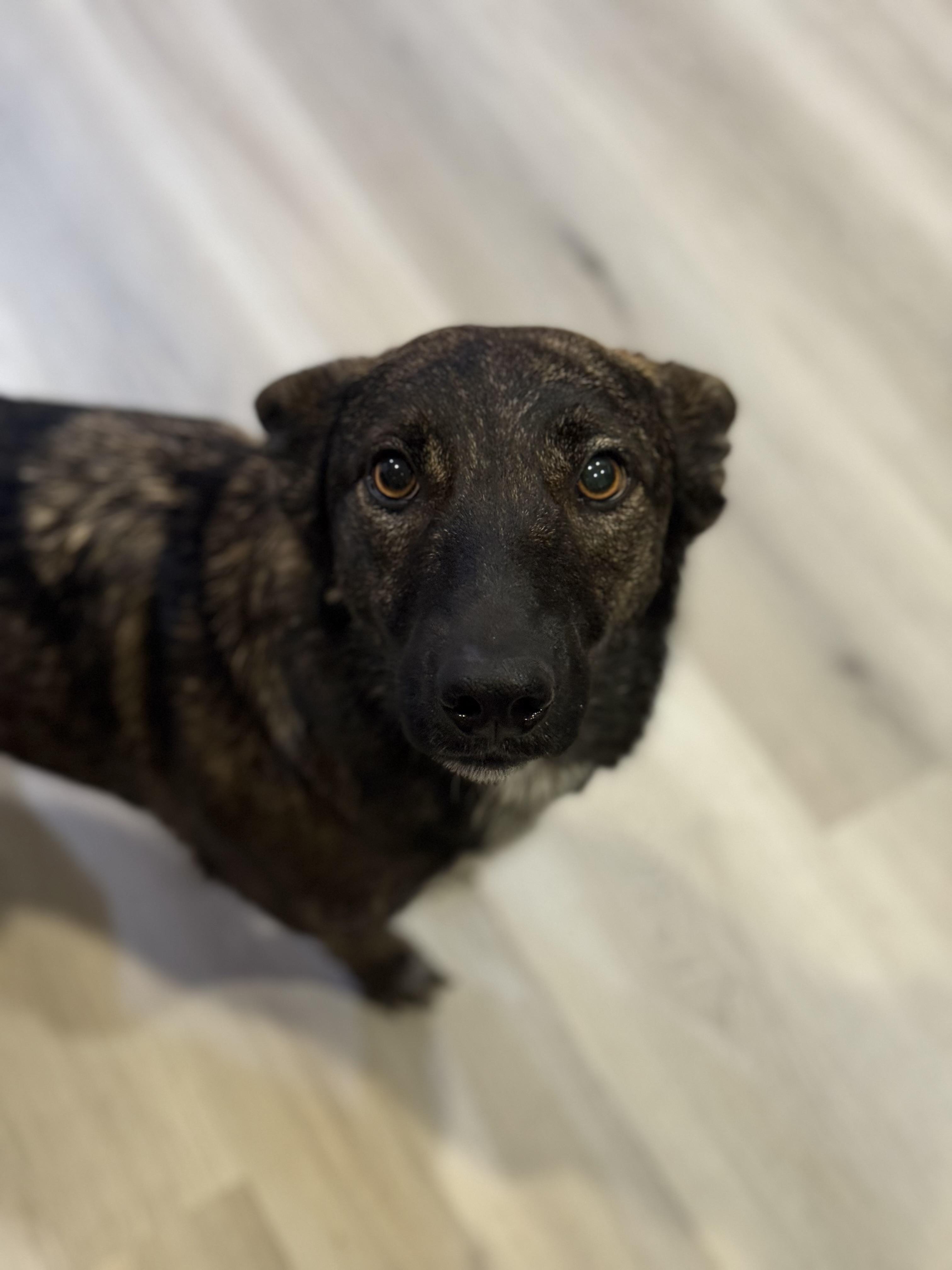 Enlarge Sage, an adoptable mixed breed in oriskany, NY image 3/3