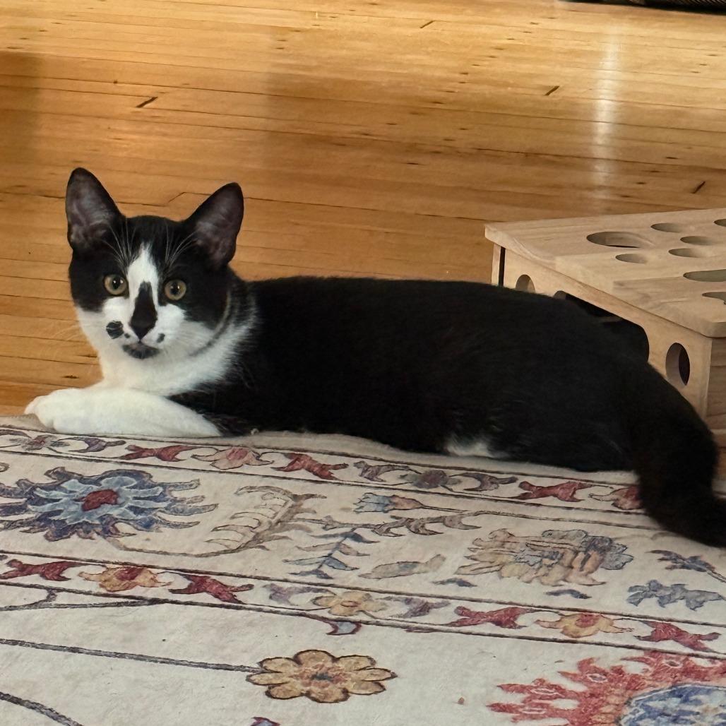 Sebastian 22801 Foster Needed, Adoptable, Kitten Male Domestic Short Hair.