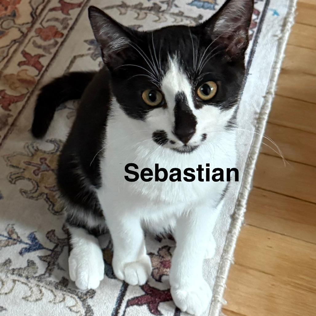 Enlarge Sebastian 22801 Foster Needed, a Adoptable Domestic Short Hair in Minneapolis, MN image 2/2