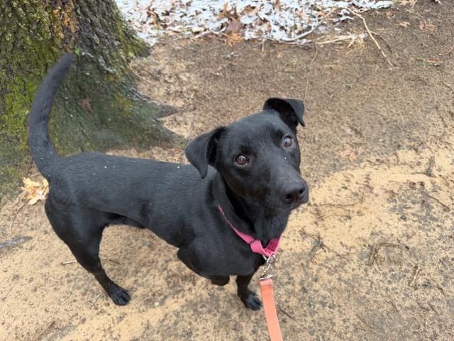 Gonzo, Adoptable, Adult Male Labrador Retriever.