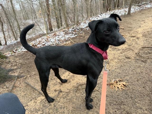 Enlarge Gonzo, a Adoptable mixed breed in Kalamazoo, MI image 2/5