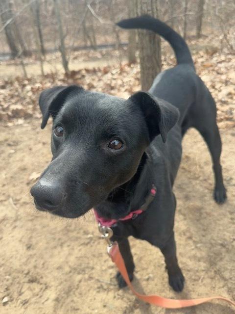 Enlarge Gonzo, a Adoptable mixed breed in Kalamazoo, MI image 3/5