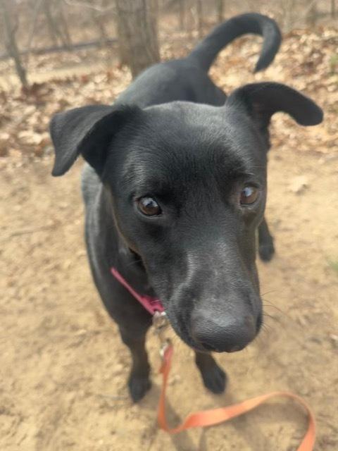 Enlarge Gonzo, a Adoptable mixed breed in Kalamazoo, MI image 4/5