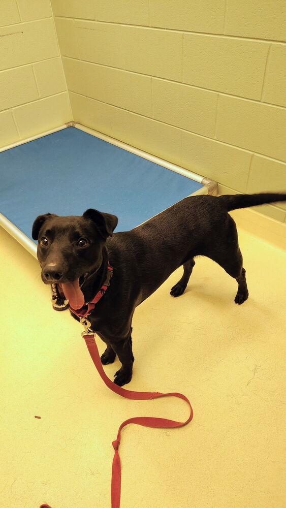 Gonzo, Adoptable, Adult Male Labrador Retriever.