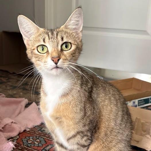Enlarge Aviv, a ADOPTABLE Domestic Short Hair in Nantucket, MA image 1/1