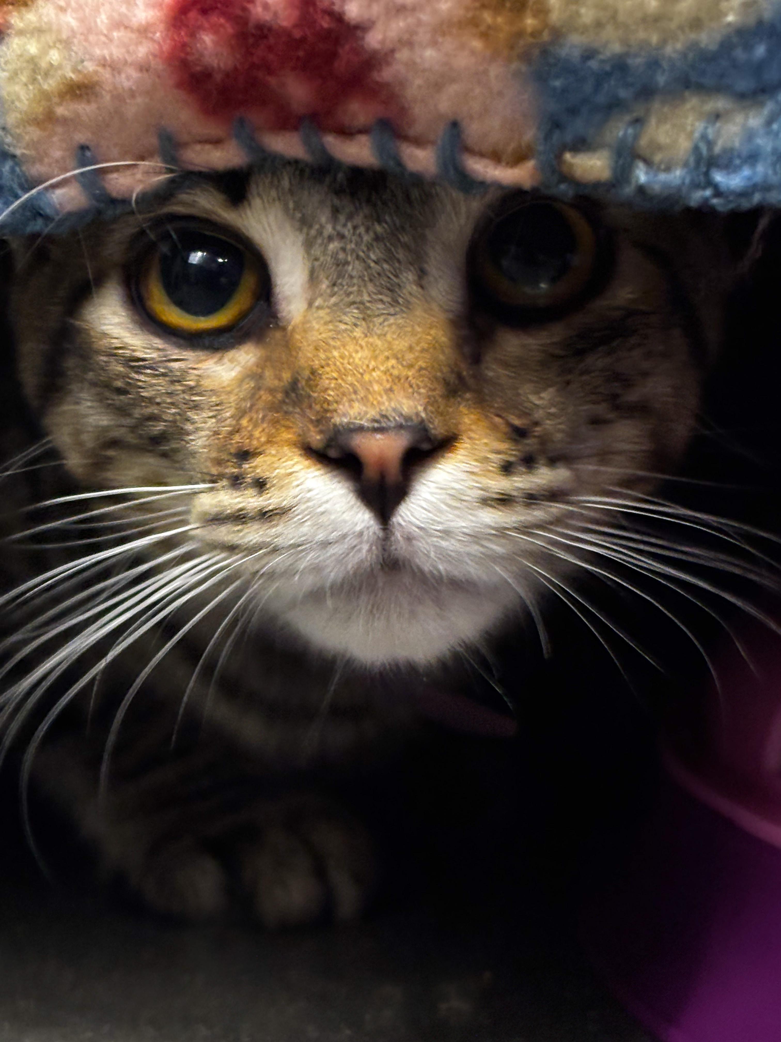 Enlarge Mason - ADOPTION PENDING!, a Adopted mixed breed in Hilton Head Island, SC image 3/6