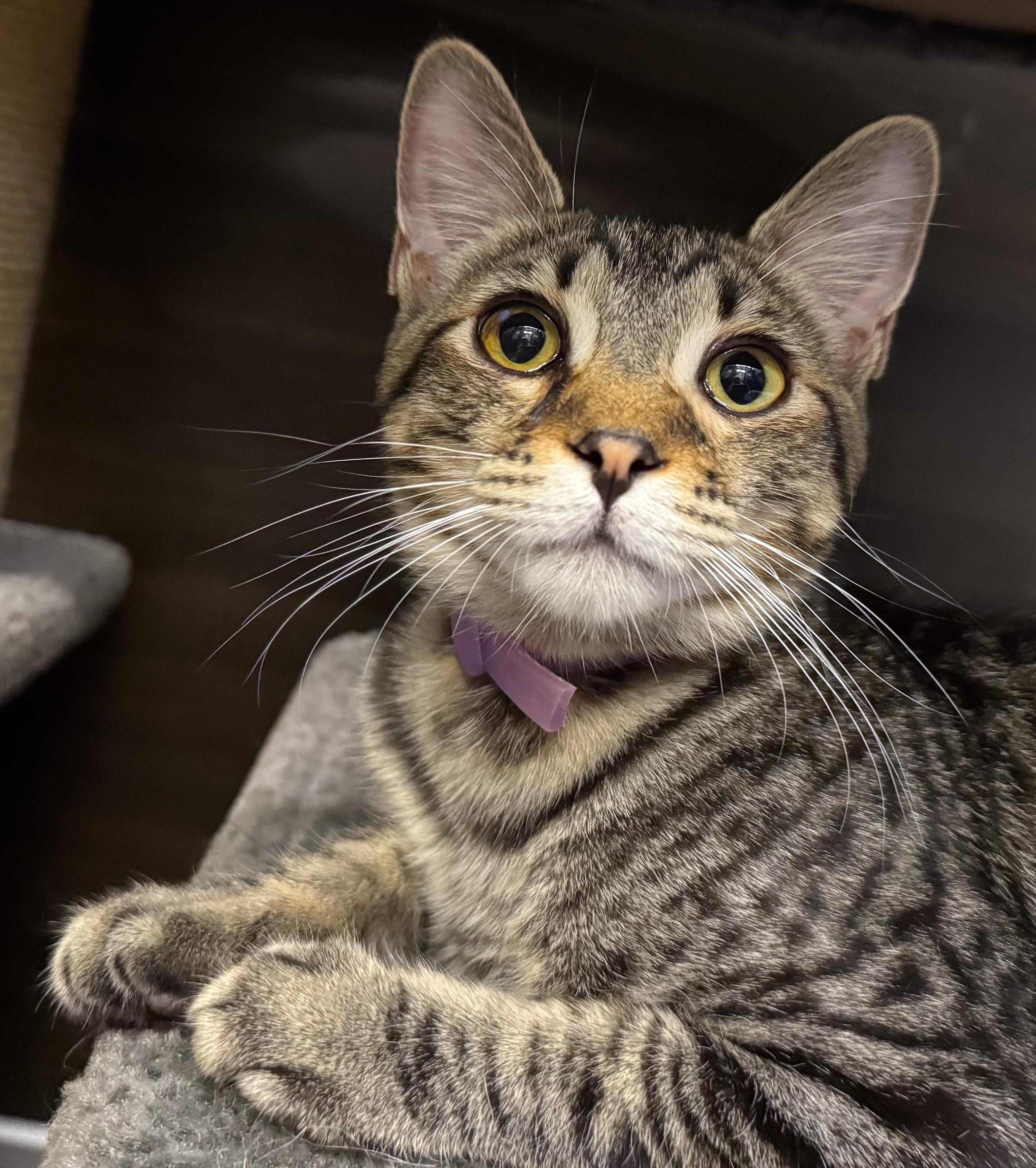 Mason - ADOPTION PENDING!, Adopted, Kitten Male Tabby & American Shorthair.