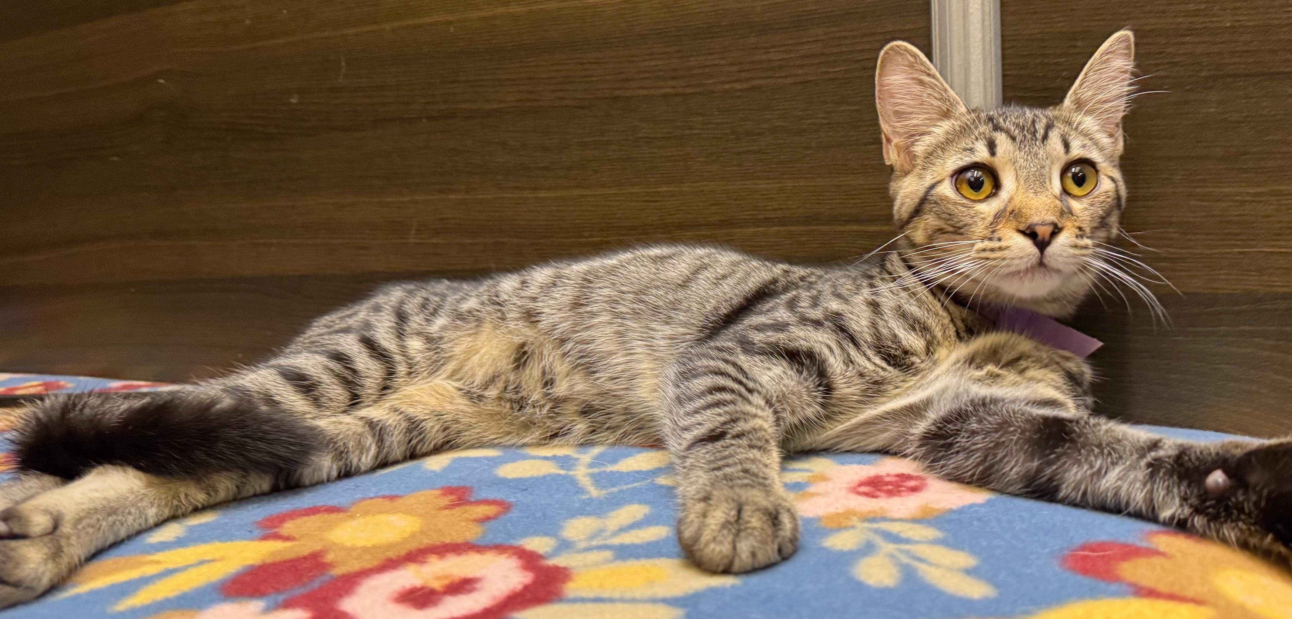 Enlarge Mason - ADOPTION PENDING!, a Adopted mixed breed in Hilton Head Island, SC image 2/6