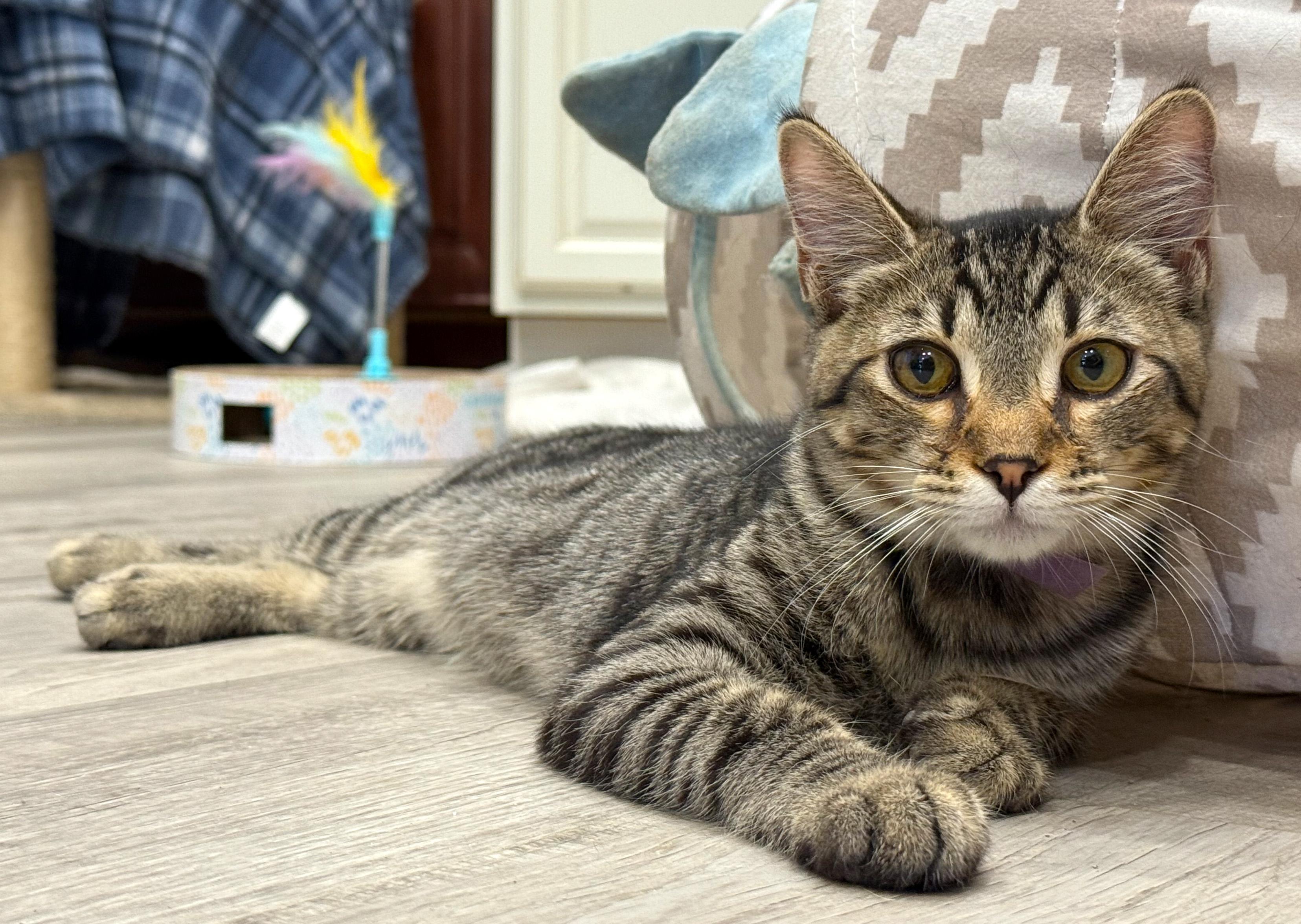 Enlarge Mason - ADOPTION PENDING!, a Adopted mixed breed in Hilton Head Island, SC image 5/6