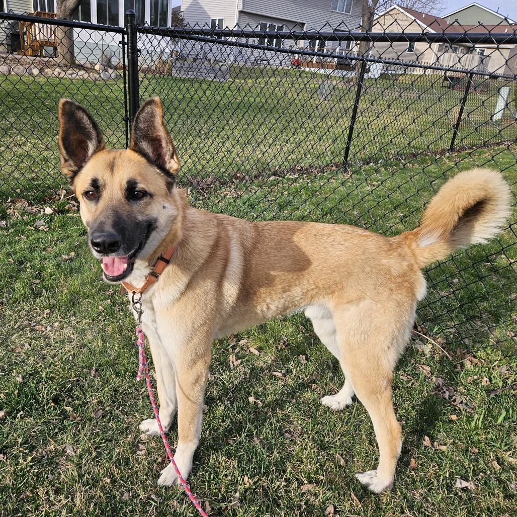 Guppy, Adoptable, Adult Male Shepherd & Mixed Breed.