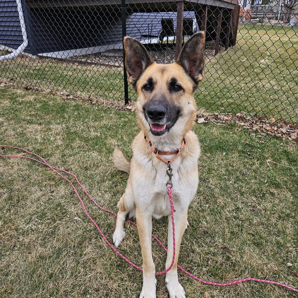 Enlarge Guppy, a Adoptable mixed breed in Boone, IA image 2/6