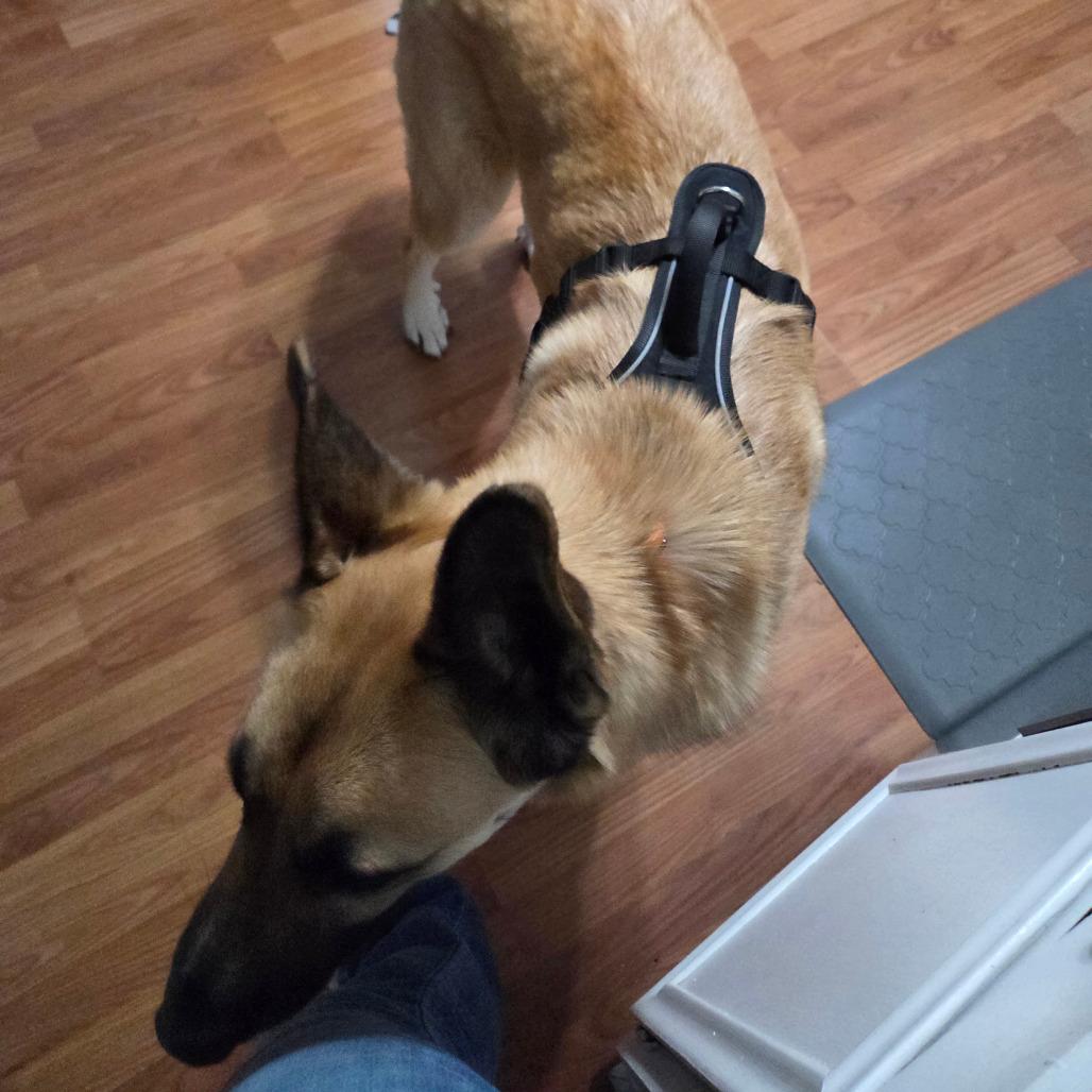 Guppy, Adoptable, Adult Male Shepherd & Mixed Breed.