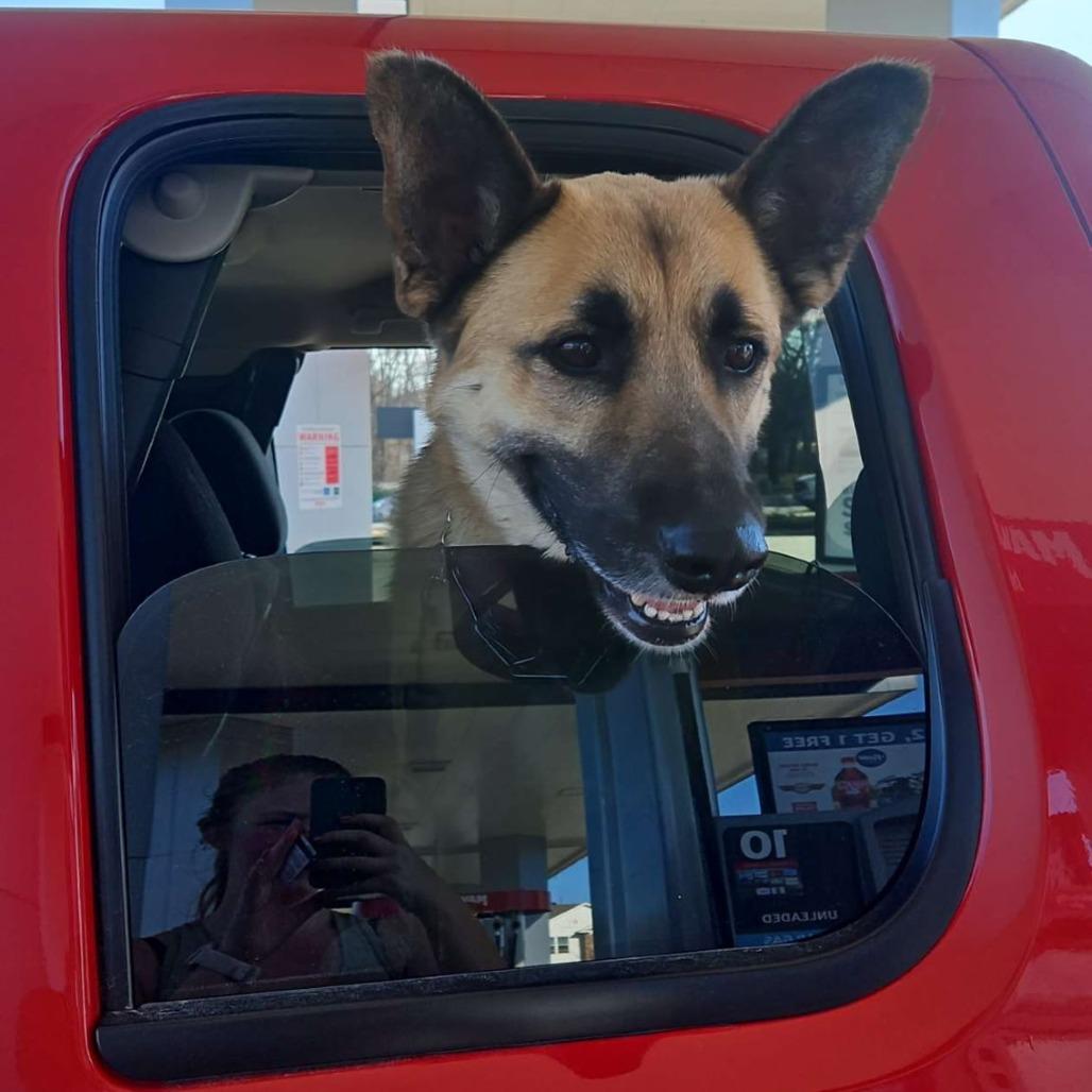 Enlarge Guppy, a Adoptable mixed breed in Boone, IA image 3/6