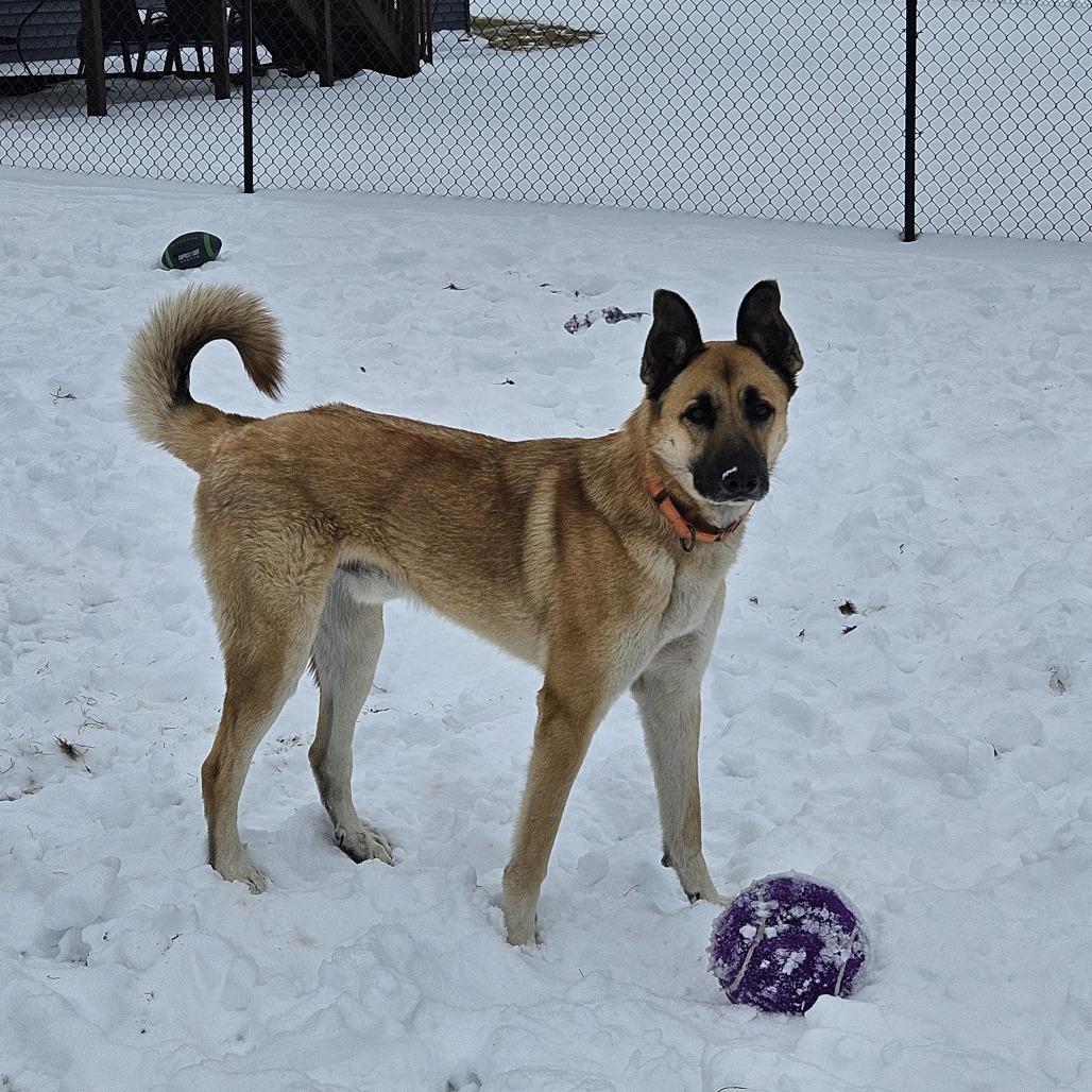 Enlarge Guppy, a Adoptable mixed breed in Boone, IA image 4/6