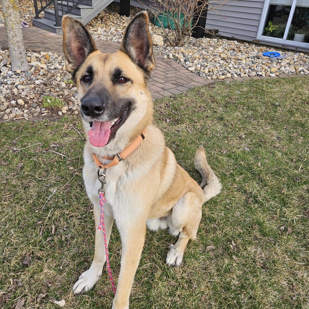 Enlarge Guppy, a Adoptable mixed breed in Boone, IA image 5/6