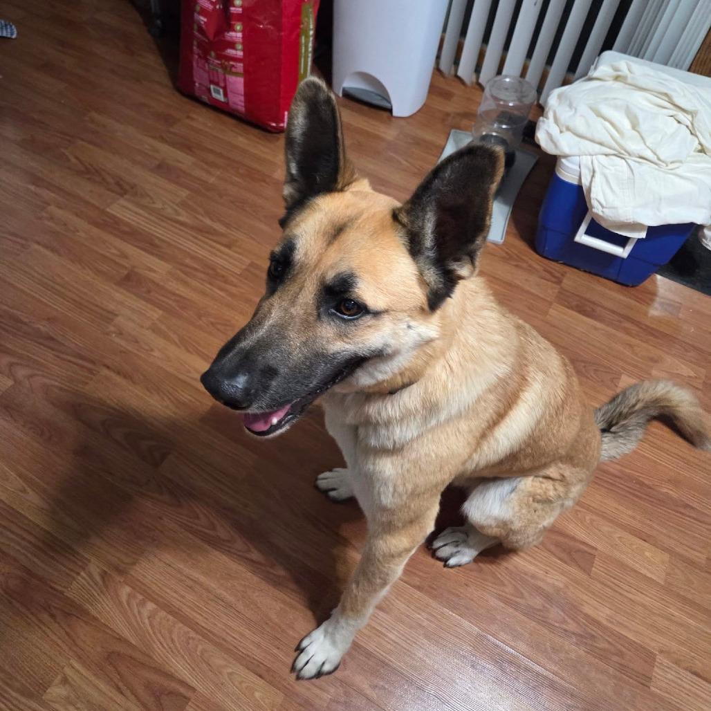 Enlarge Guppy, a Adoptable mixed breed in Boone, IA image 6/6