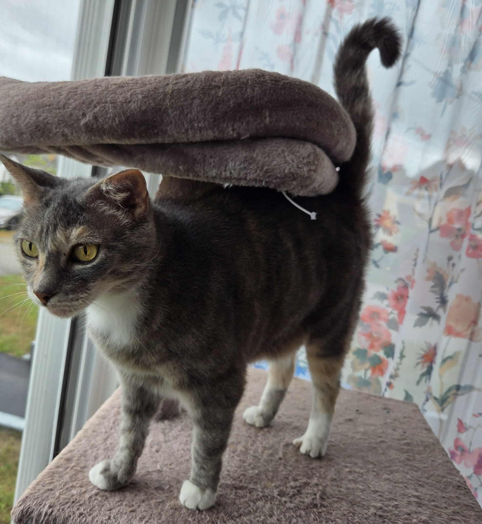 Enlarge Millie, a Adoptable mixed breed in Greensburg, PA image 2/6