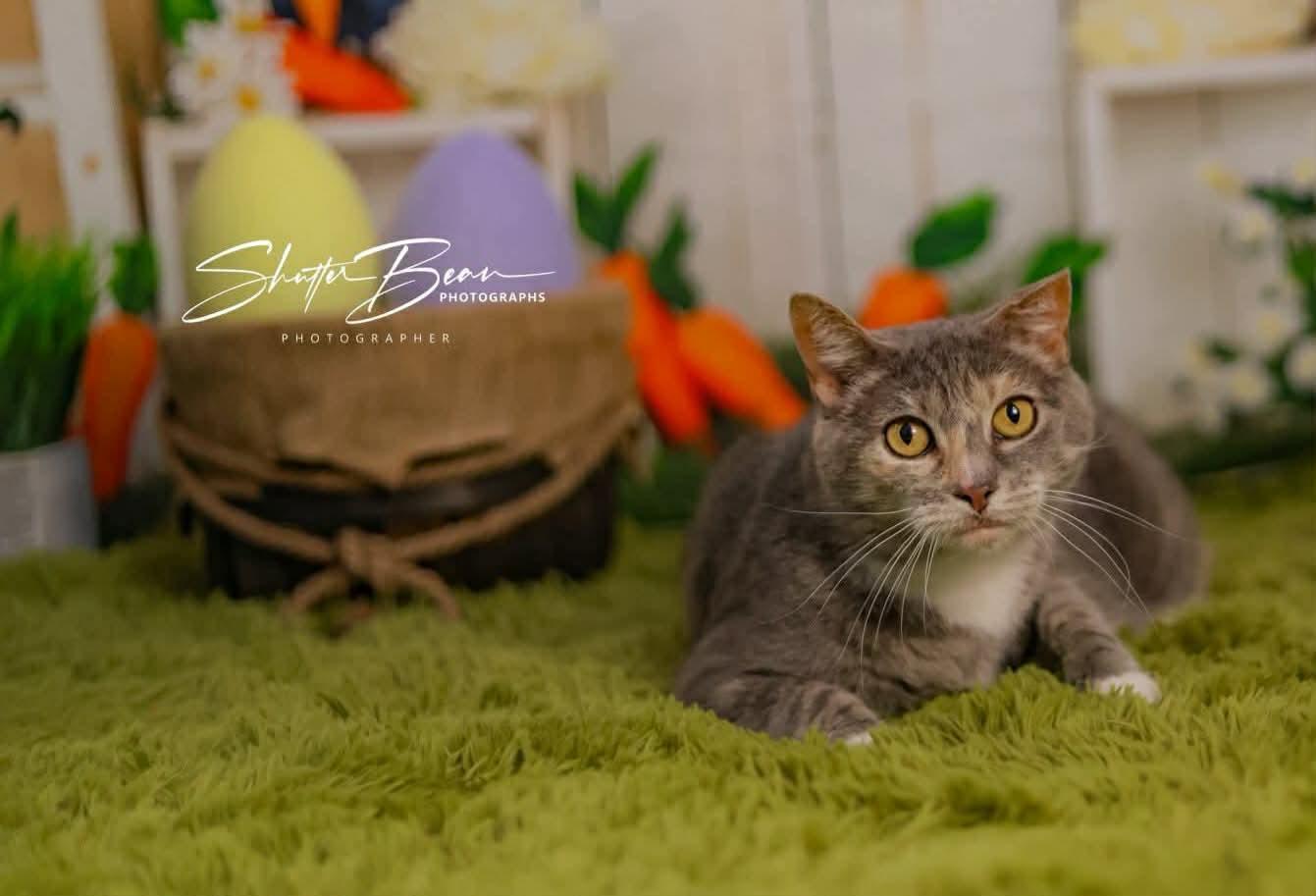 Enlarge Millie, an adoptable mixed breed in Greensburg, PA image 2/6
