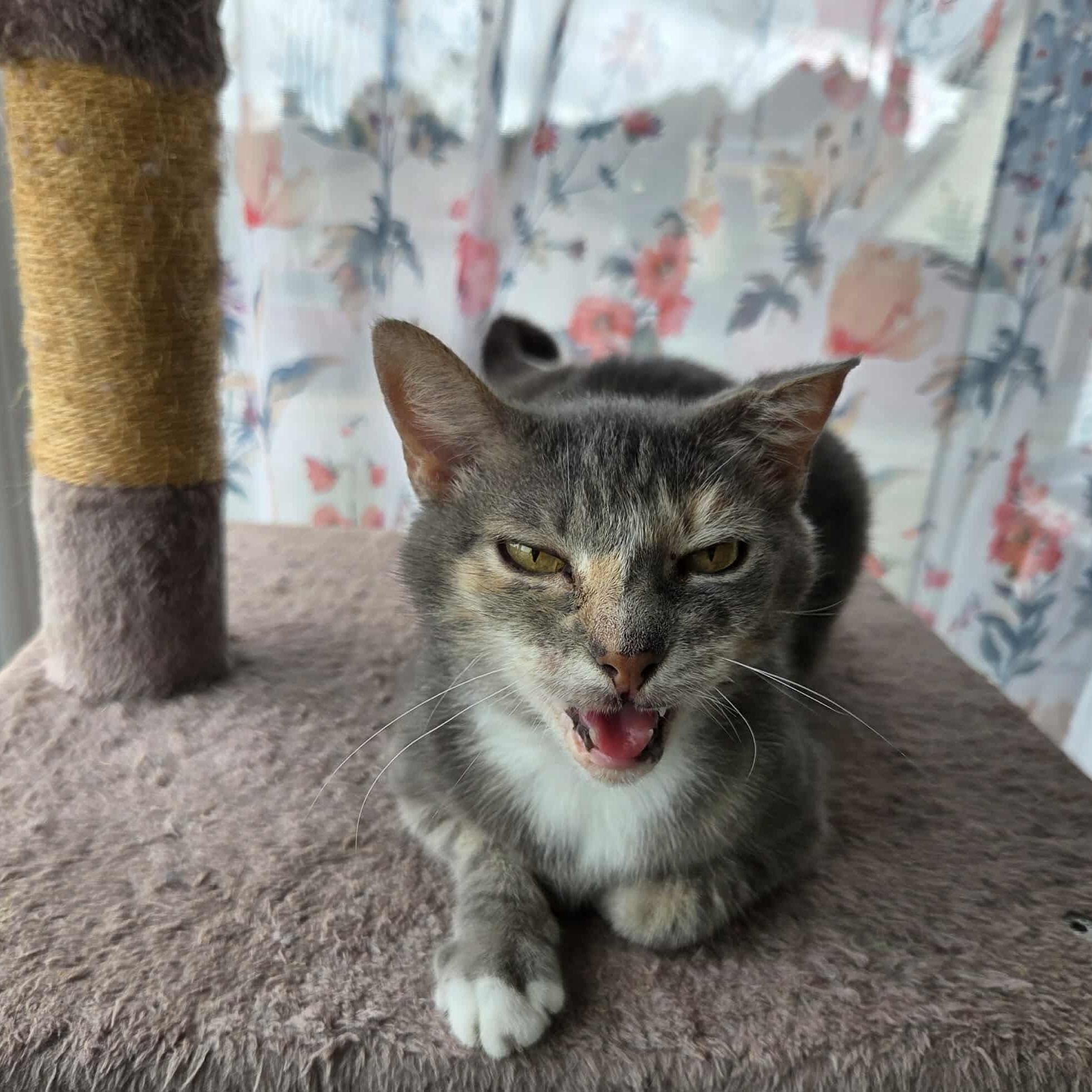 Enlarge Millie, a Adoptable mixed breed in Greensburg, PA image 3/6