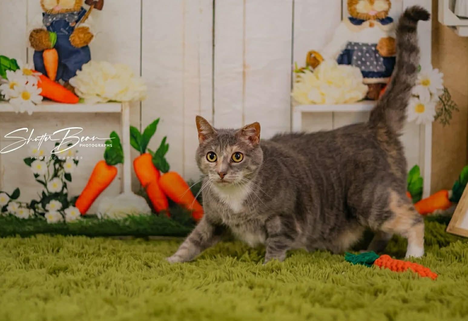 Enlarge Millie, an adoptable mixed breed in Greensburg, PA image 3/6