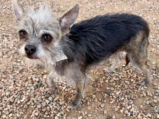 Enlarge INCA, a Adoptable mixed breed in Colorado Springs, CO image 1/1