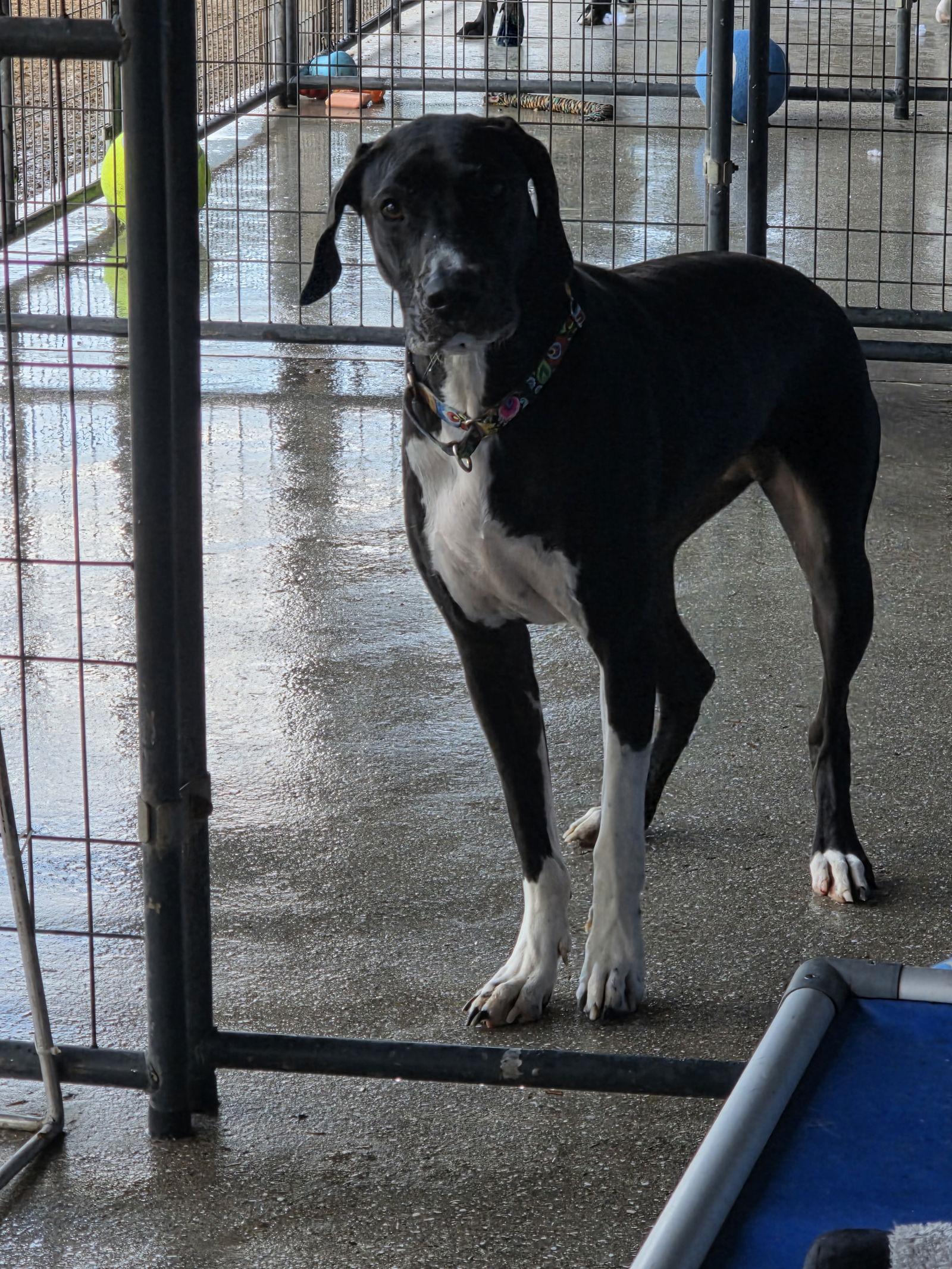 Enlarge Matilda, a Adoptable Great Dane in Jupiter, FL image 1/3