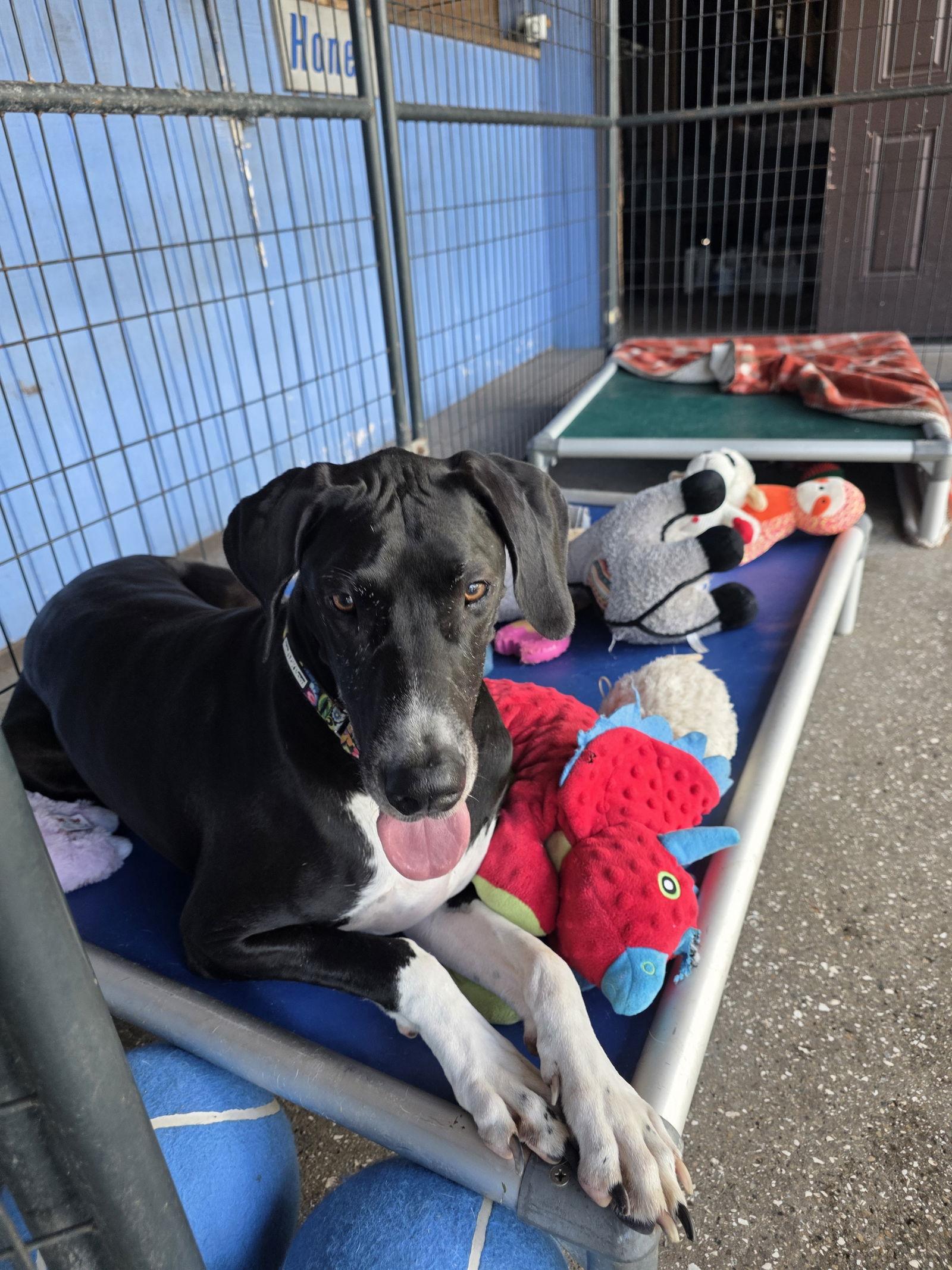 Enlarge Matilda, a Adoptable Great Dane in Jupiter, FL image 2/3