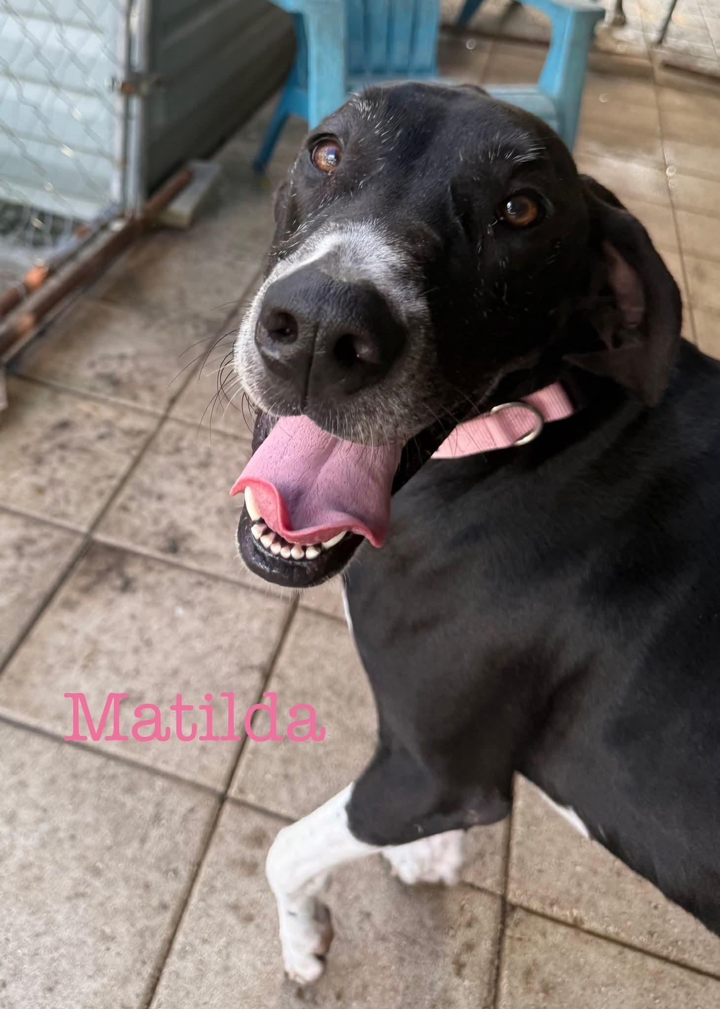 Enlarge Matilda, a Adoptable Great Dane in Jupiter, FL image 2/3