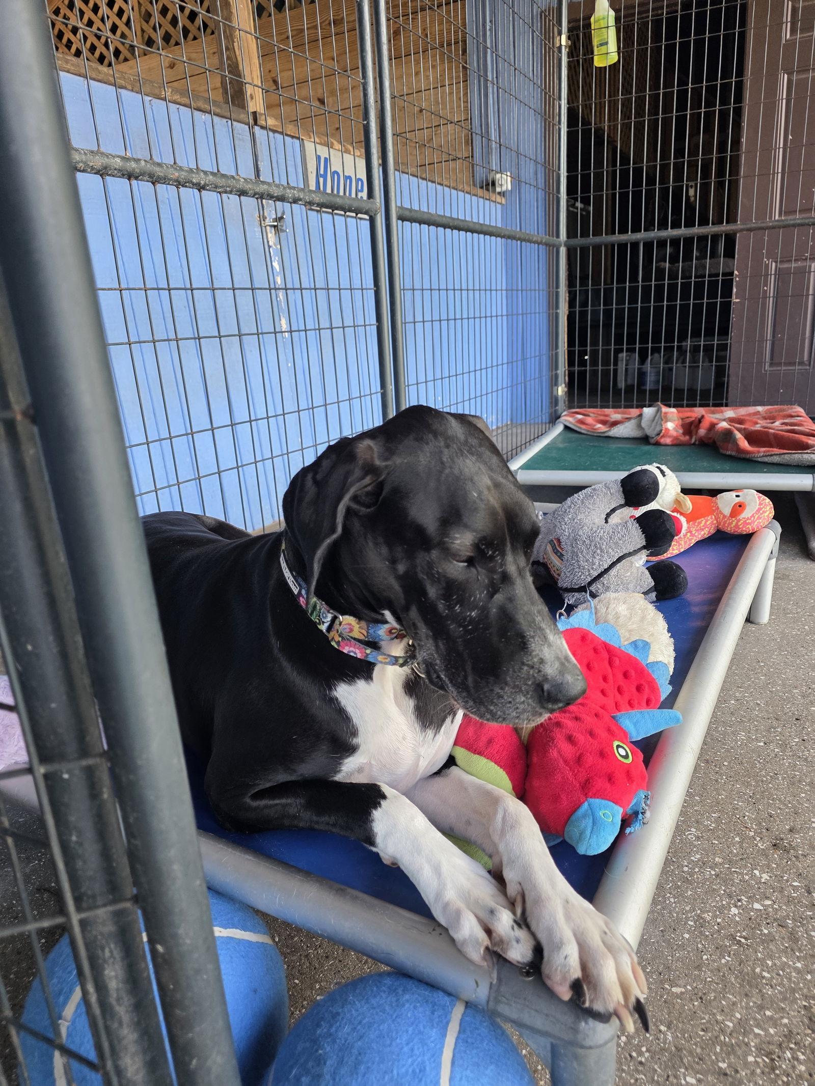 Enlarge Matilda, a Adoptable Great Dane in Jupiter, FL image 3/3