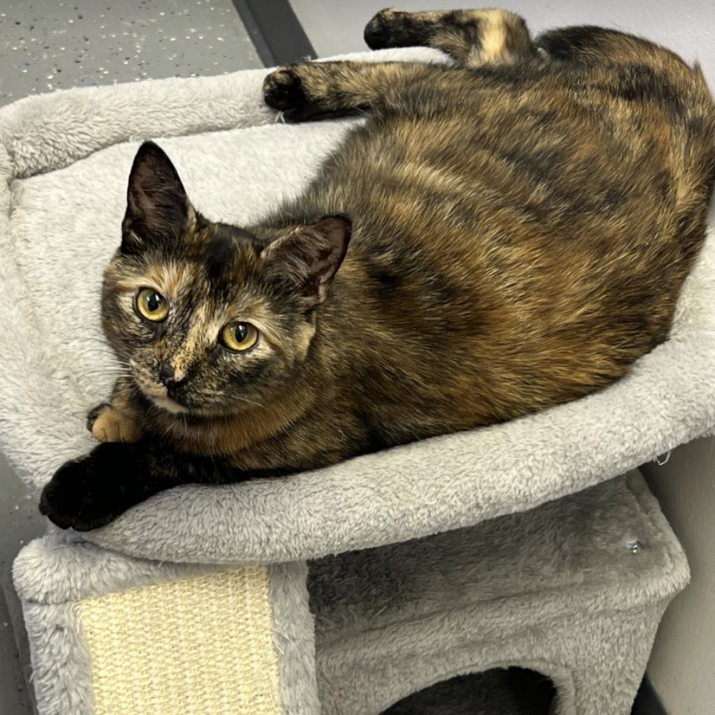 Enlarge Brie, a Adoptable Domestic Short Hair in Oceanside, NY image 1/3