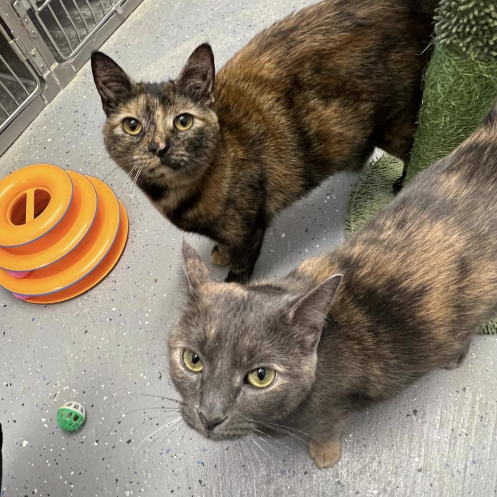 Enlarge Brie, a Adoptable Domestic Short Hair in Oceanside, NY image 2/3