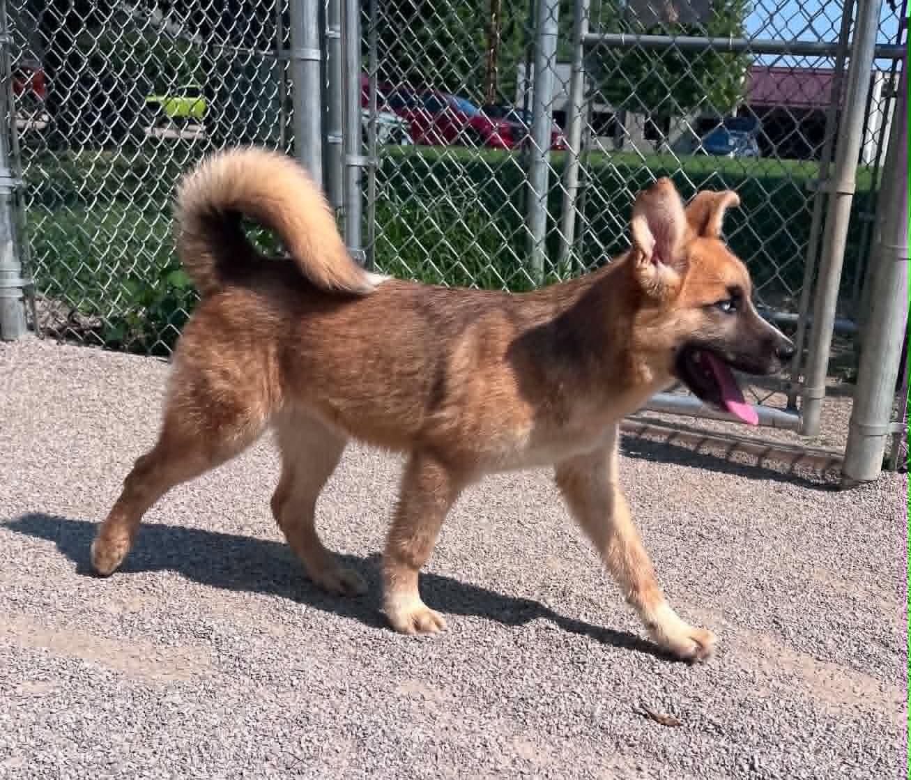 Enlarge Ryder (in a FOSTER home), a ADOPTABLE mixed breed in Springfield, IL image 2/3