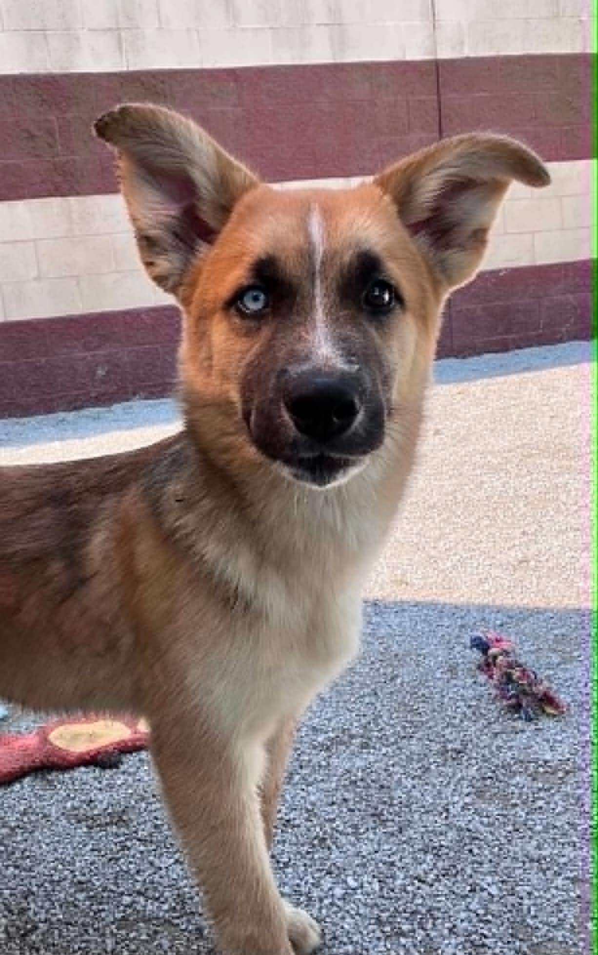 Enlarge Ryder (in a FOSTER home), a ADOPTABLE mixed breed in Springfield, IL image 1/3