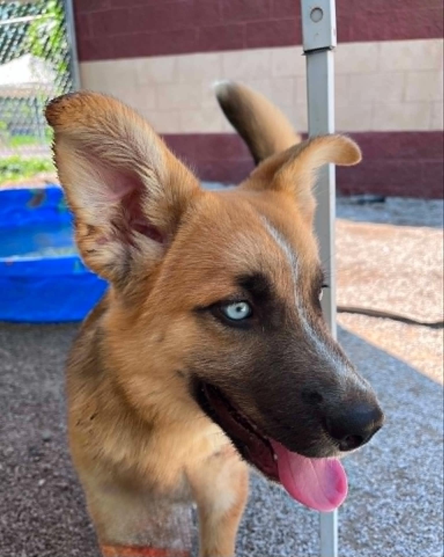Enlarge Ryder (in a FOSTER home), a ADOPTABLE mixed breed in Springfield, IL image 3/3