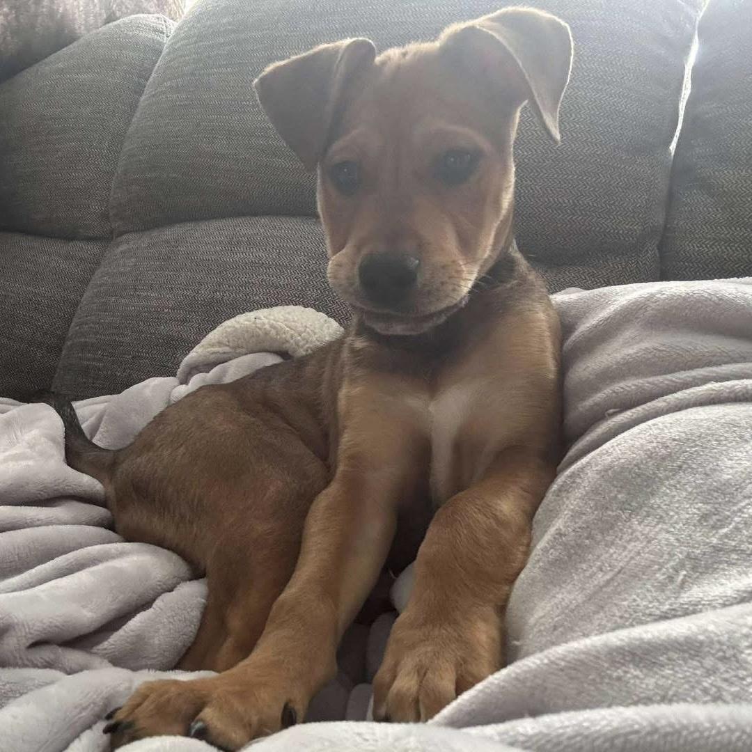 Diesel, a Adoptable Mixed Breed in Yaphank, NY image 1/5