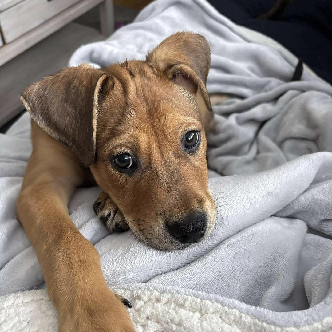 Diesel, a Adoptable Mixed Breed in Yaphank, NY image 2/5